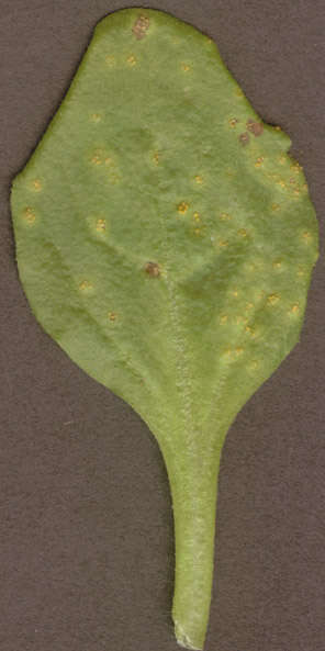 Image of Puccinia lagenophorae Cooke 1884