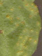 Image of Puccinia lagenophorae Cooke 1884