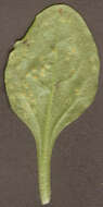 Image of Puccinia lagenophorae Cooke 1884