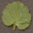 Image de Véronique filiforme