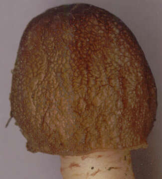 Image of Thimble morel