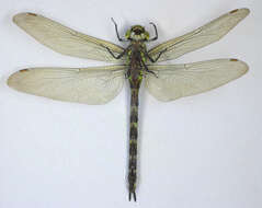 Image of Blue Hawker