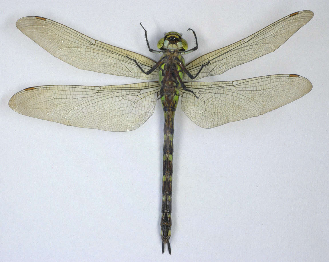 Image of Blue Hawker