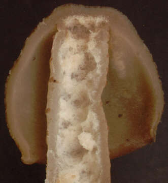 Image of Thimble morel