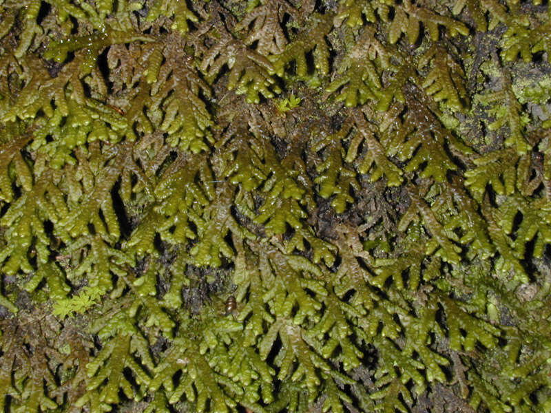 Image of Wall Scalewort