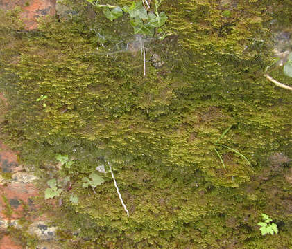 Image of Wall Scalewort