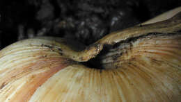 Image of Burgundy snail