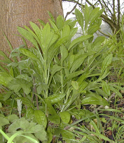 Image of Green Hound's-tongue