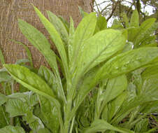 Image of Green Hound's-tongue