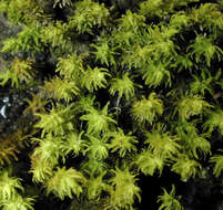 Image of rambling tail-moss