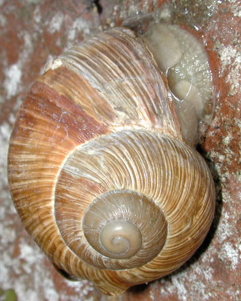 Image of Burgundy snail