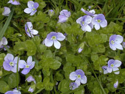 Image of slender speedwell