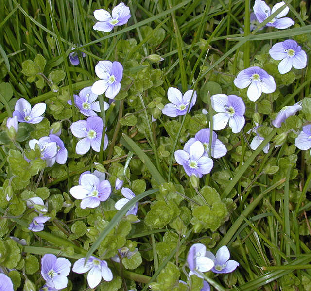 Image of slender speedwell