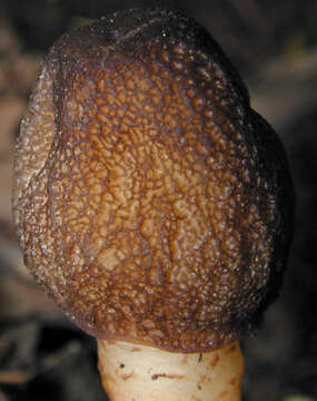 Image of Thimble morel