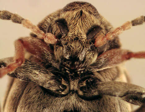 Image of Bean seed beetle