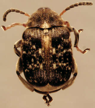 Image of Bean seed beetle