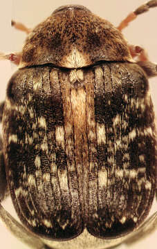 Image of Bean seed beetle