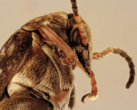 Image of Bean seed beetle