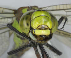 Image of Blue Hawker