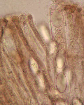 Plancia ëd Verpa conica (O. F. Müll.) Sw. 1815