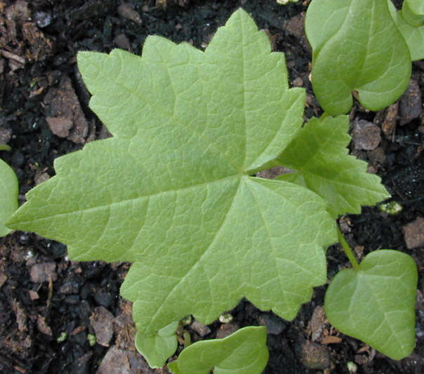 Imagem de Malva arborea (L.) Webb & Berth.