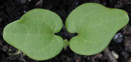 Image of tree mallow