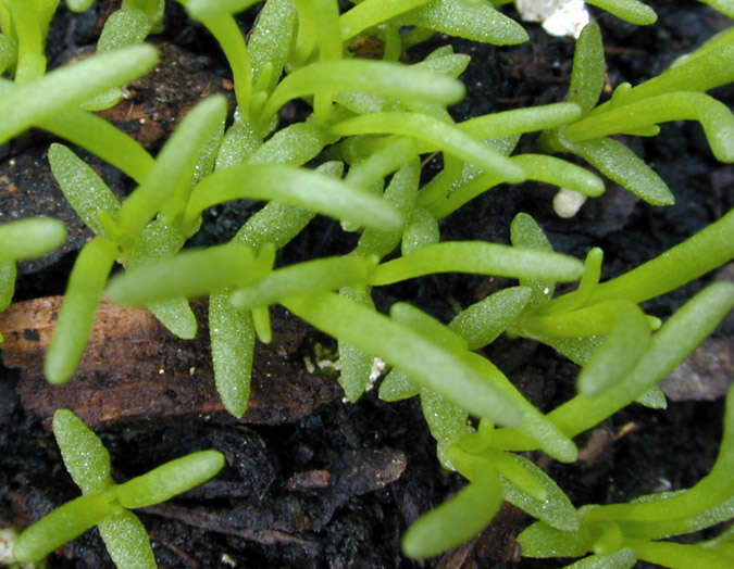 Image of Spergularia rupicola Le Jolis