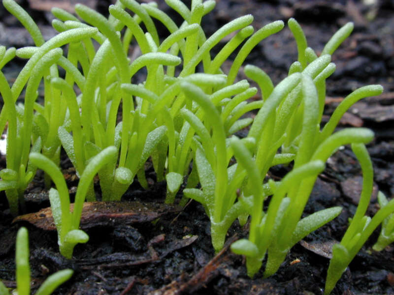 Image of Spergularia rupicola Le Jolis