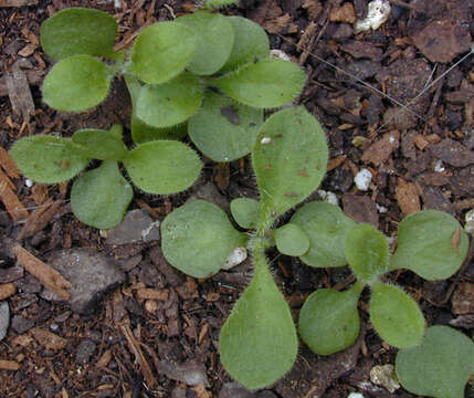 Image of red catchfly