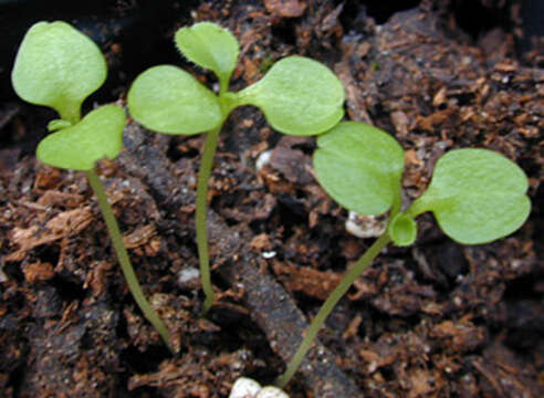 Legousia hybrida (L.) Delarbre resmi