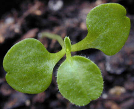 صورة Legousia hybrida (L.) Delarbre