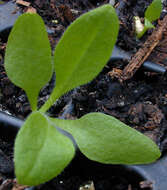 Image de Silene latifolia Poir.