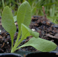 Image de Silene latifolia Poir.