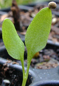 Image de Silene latifolia Poir.