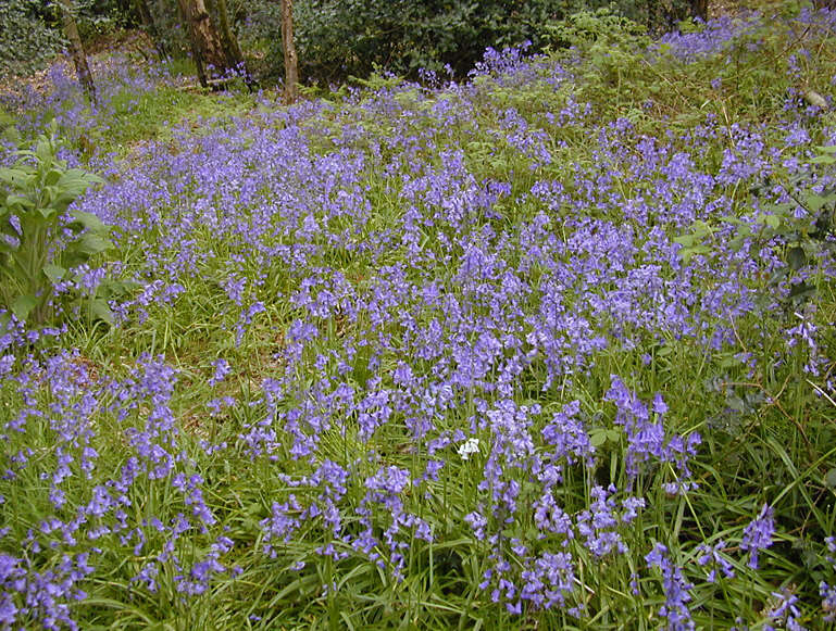 Image of Common Bluebell