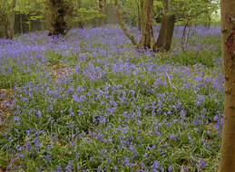 Image of Common Bluebell