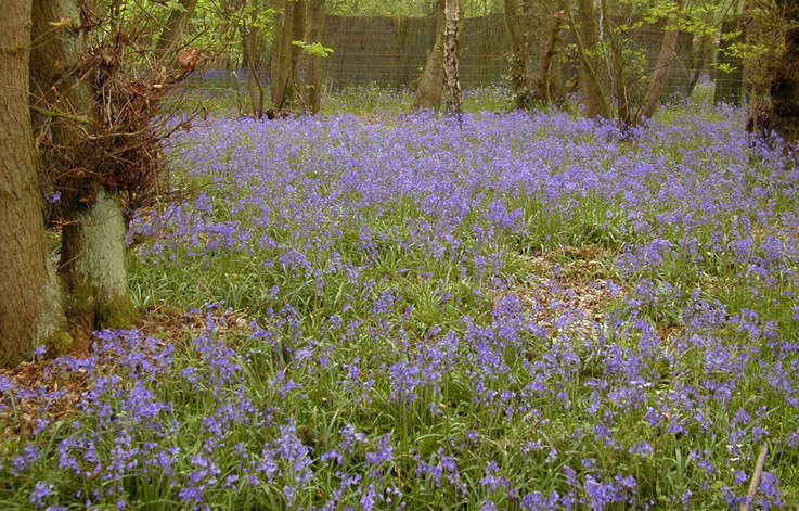 Image of Common Bluebell