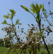 Image of European ash