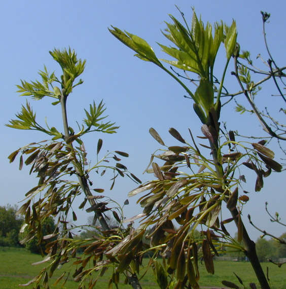 Plancia ëd Fraxinus excelsior L.