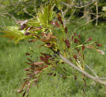 Image of European ash