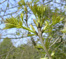 Plancia ëd Fraxinus excelsior L.