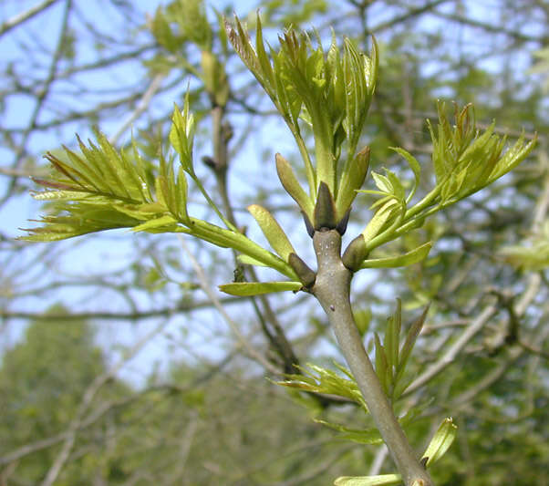 Image of European ash