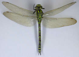 Image of Blue Hawker