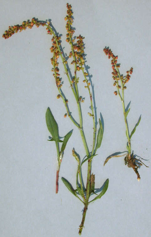 Image of Sheep's Sorrel