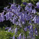 Image of Hyacinthoides non-scripta × Hyacinthoides hispanica