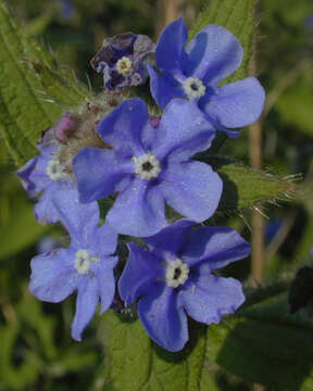 Image of pentaglottis