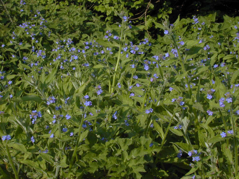 Image of pentaglottis