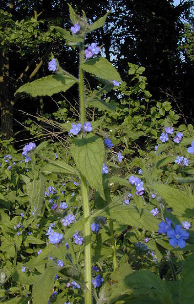 Image of pentaglottis