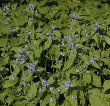 Image of pentaglottis