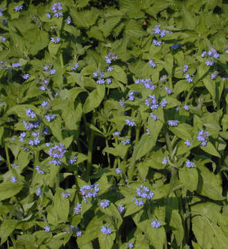 Image of pentaglottis